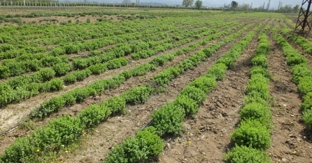 Burhaniyede Tıbbı Ve Aromatik Bitki Yetiştiriciliği Kursu Açıldı