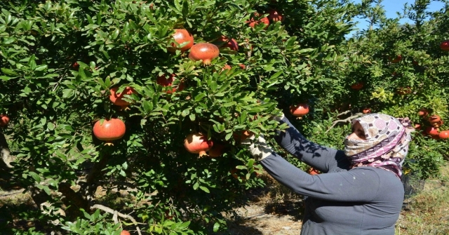 Ortacalı Üreticiye 9 Buçuk Milyon Hibe Ve Destekleme