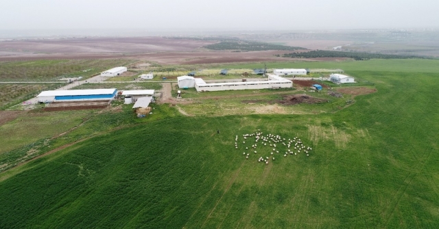 Düde Organik Tavuktan Sonra Organik Keçi Yetiştirilecek