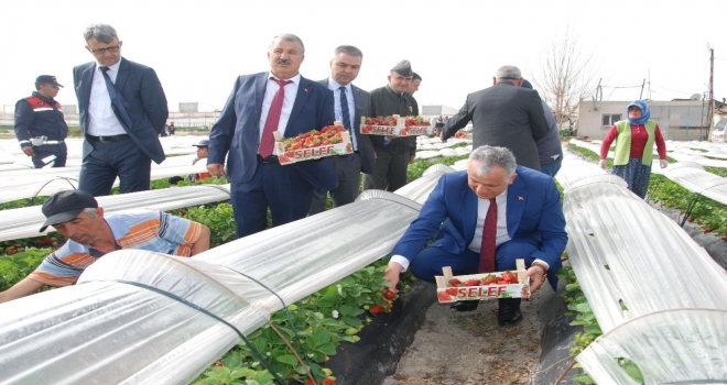 Silifke Çileğinin Fiyatını Kaymakam Ve Üreticiler Birlikte Belirledi