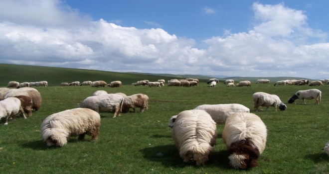 Orduda Hayvancılık Canlandı